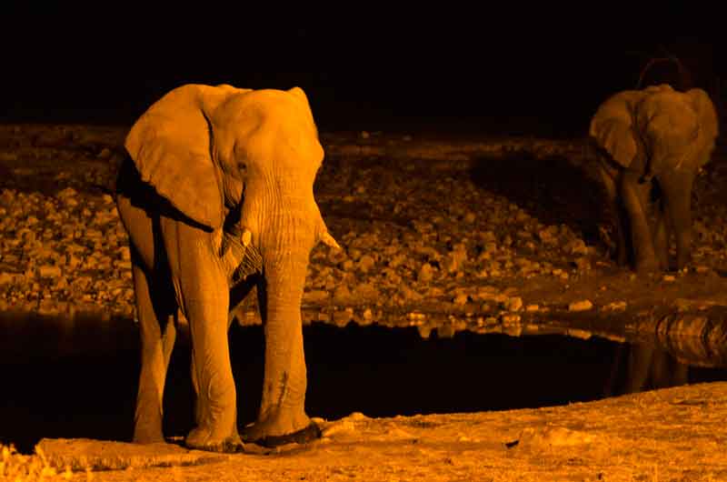 91 - Namibia - elefantes - imagen nocturna - Okaukuejo - parque nacional de Etosha